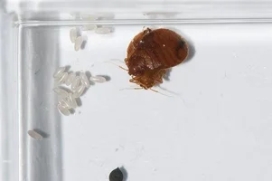 larvy plostice