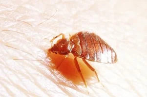 plostica postelna detail