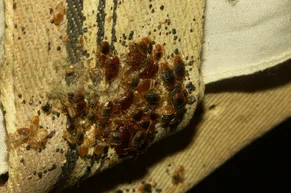 zamorenie plosticami
